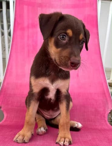 Bloom, puppy Mixed Breed for adoption at Association Zang, zang