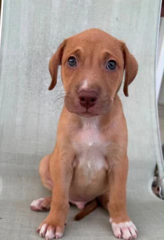 Bobby, puppy Mixed Breed for adoption at Association Zang, zang