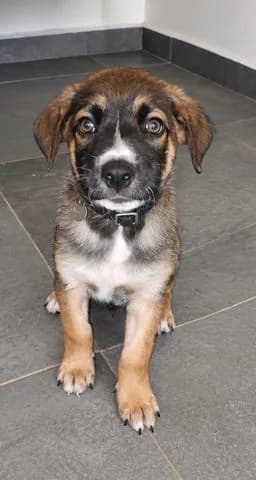 Boca, puppy Mixed Breed for adoption at Association Zang, zang