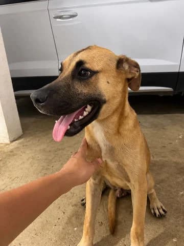 Ezio, puppy Mixed Breed for adoption at Association Zang, zang