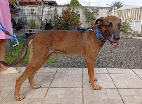 Kaze,  puppy Mixed Breed for adoption at Association Zang, zang