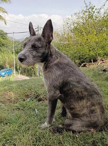 Mila,  puppy Mixed Breed for adoption at Association Zang, zang