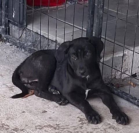 Milady, puppy Mixed Breed for adoption at Association Zang, zang