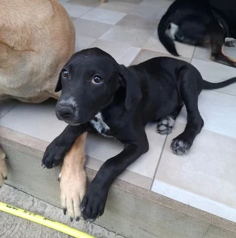 Néra,  puppy Mixed Breed for adoption at Association Zang, zang