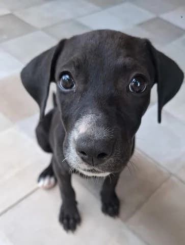 Névé,  puppy Mixed Breed for adoption at Association Zang, zang