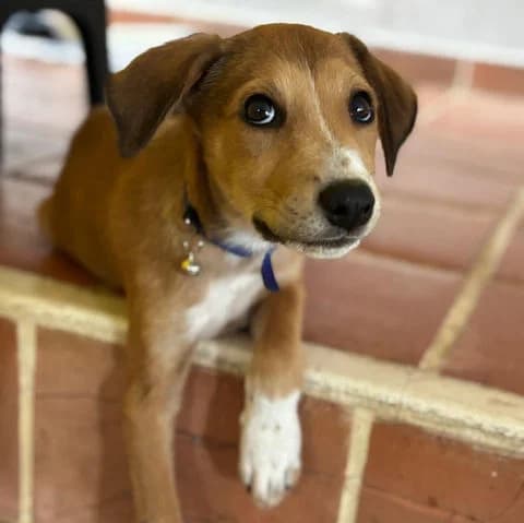 Nilo, Mixed Breed (Association Zang)