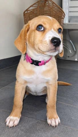 Nuba, puppy Mixed Breed for adoption at Association Zang, zang