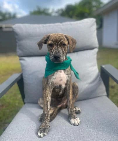 Pika, puppy Mixed Breed for adoption at Association Zang, zang