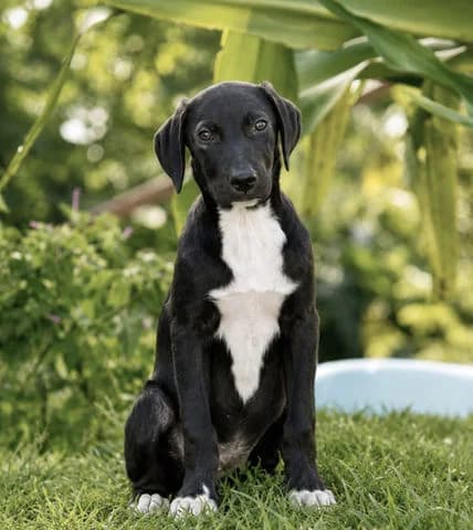 Portos, puppy Mixed Breed for adoption at Association Zang, zang