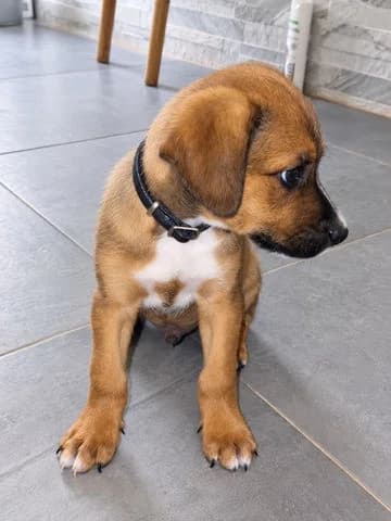 Simba, puppy Mixed Breed for adoption at Association Zang, zang