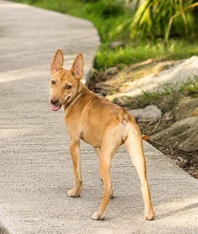 Tififi,  puppy Mixed Breed for adoption at Association Zang, zang