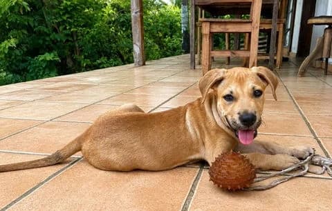 Toon, puppy Mixed Breed for adoption at Association Zang, zang