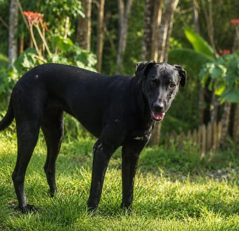 Usla - SOS, young Mixed Breed for adoption at Association Zang, zang
