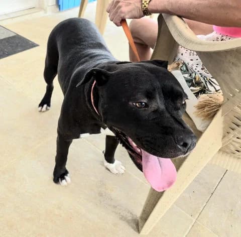 Xena, puppy Mixed Breed for adoption at Association Zang, zang