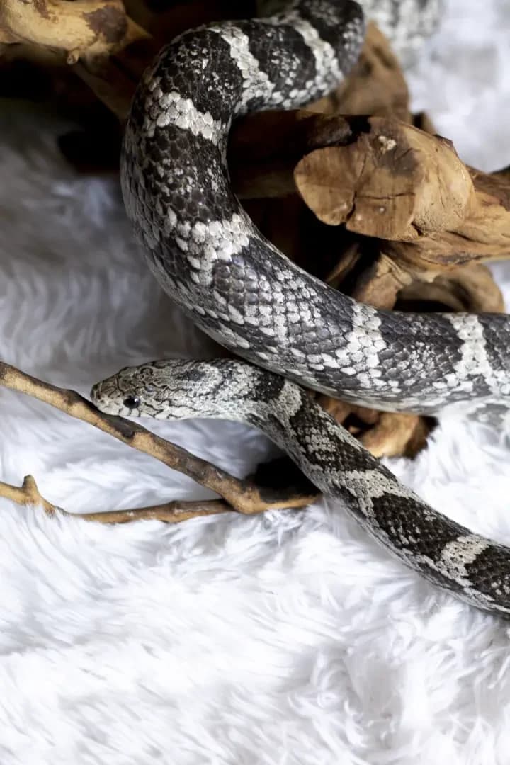 Citron, male senior Mixed Breed for adoption at Zanndoli – Association pour reptiles et tortues