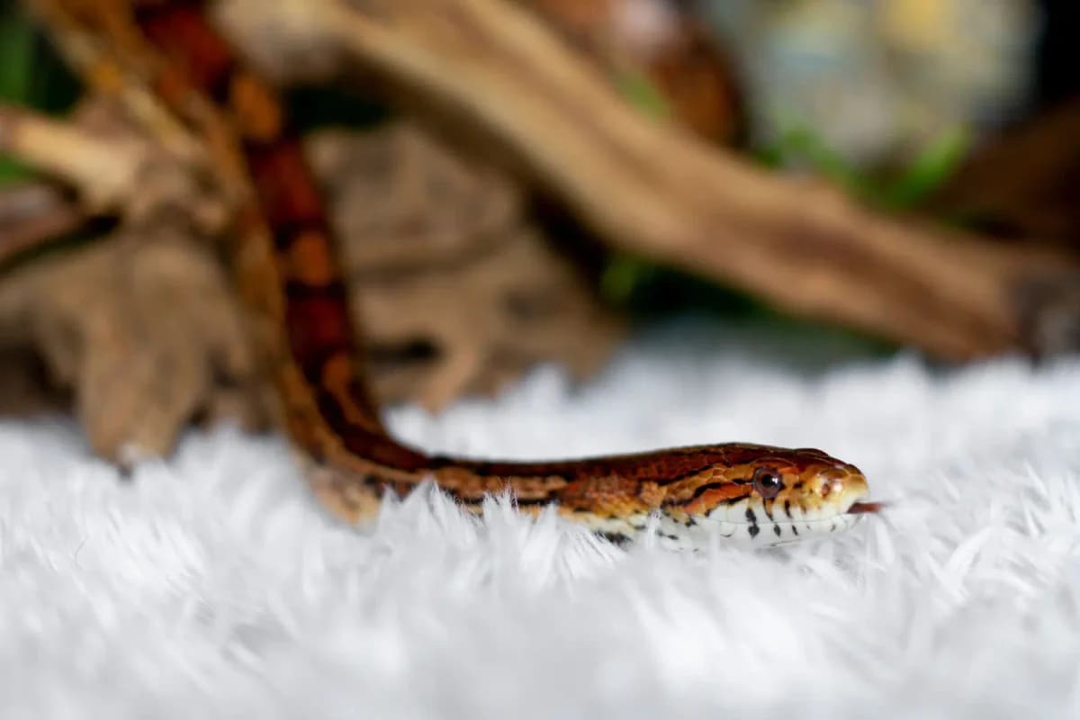 Citron, male senior Mixed Breed for adoption at Zanndoli – Association pour reptiles et tortues