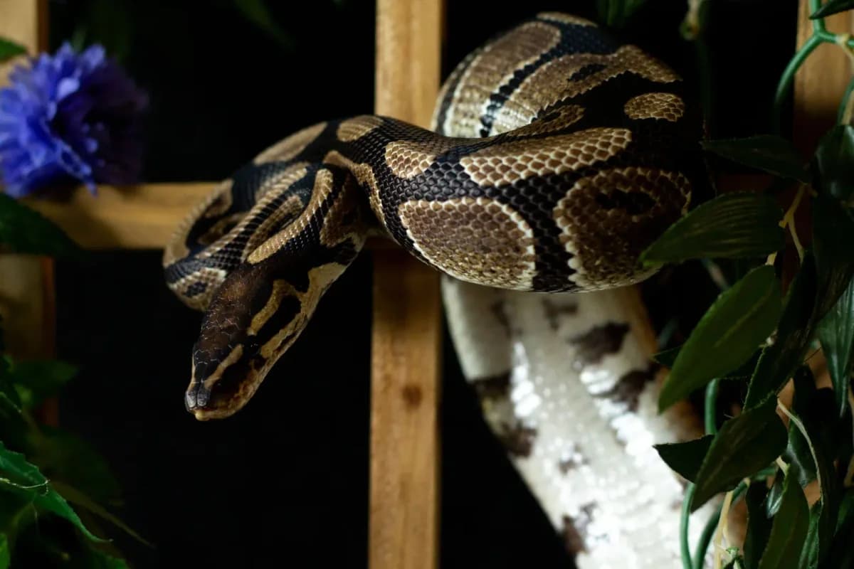 Pitt, male 5yo Mixed Breed for adoption at Zanndoli – Association pour reptiles et tortues