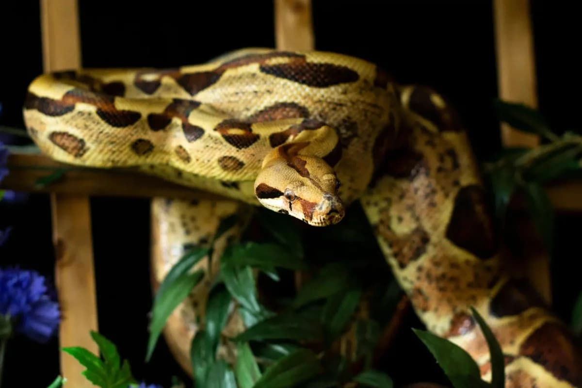 Davros, male Mixed Breed for adoption at Zanndoli – Association pour reptiles et tortues
