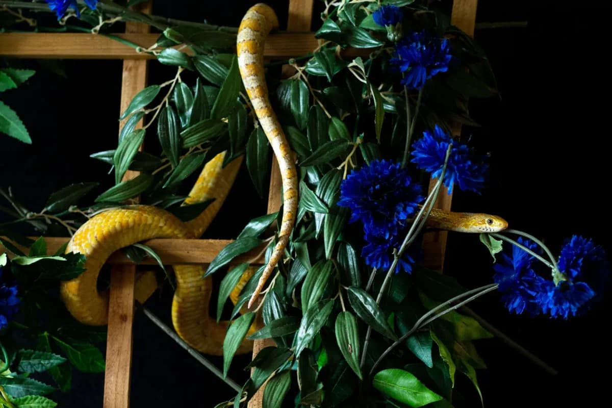 Citron, male senior Mixed Breed for adoption at Zanndoli – Association pour reptiles et tortues