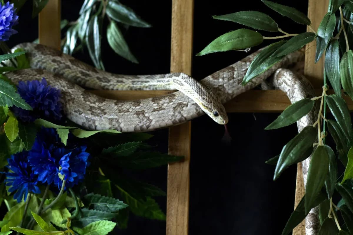 Storm, female 6yo Mixed Breed for adoption at Zanndoli – Association pour reptiles et tortues