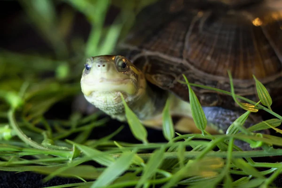Sheila, female senior Mixed Breed for adoption at Zanndoli – Association pour reptiles et tortues