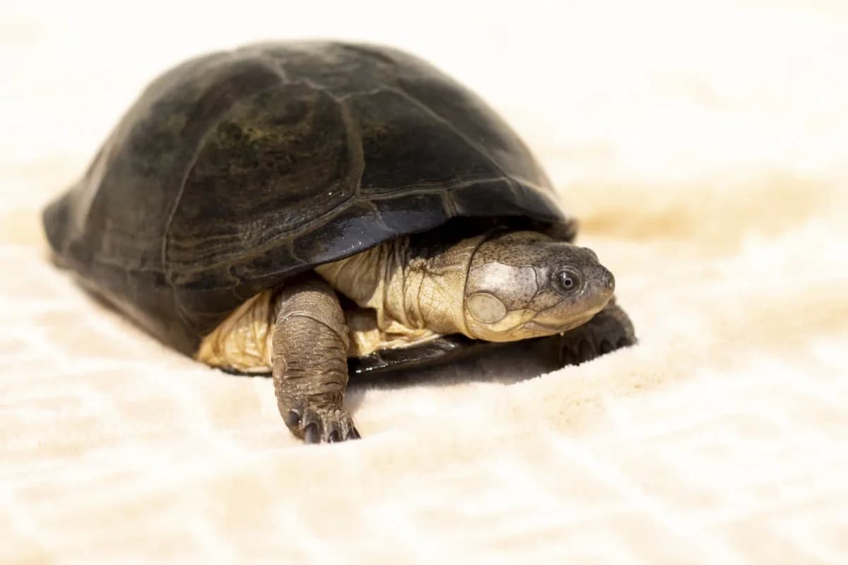 Fêta, female senior Mixed Breed for adoption at Zanndoli – Association pour reptiles et tortues
