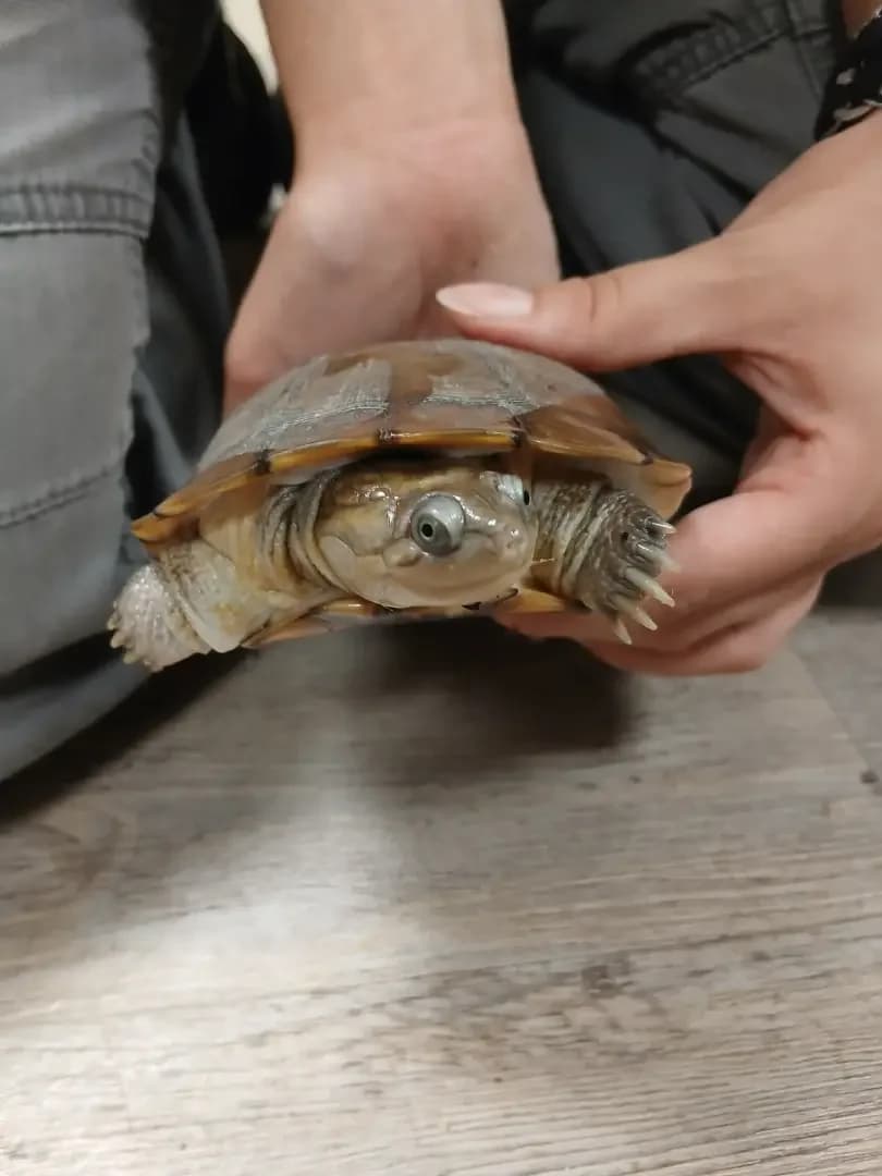 Shaco, male Mixed Breed for adoption at Zanndoli – Association pour reptiles et tortues