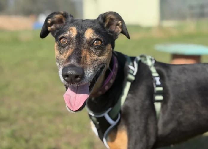 Lola
									
																		
									
										Available
									
									
									
						, female Mixed Breed for adoption at RSPCA Danaher Animal Home, Braintree