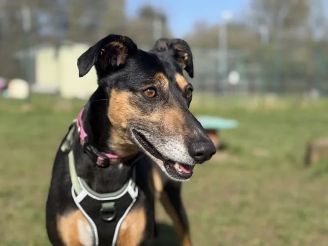 Lola
									
																		
									
										Available
									
									
									
						, black and tan female Mixed Breed for adoption at RSPCA Danaher Animal Home, Braintree — photo 2 of 9