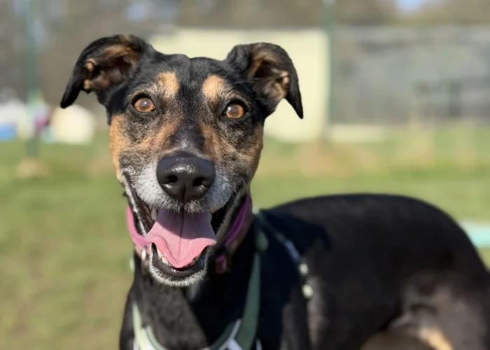 Lola
									
																		
									
										Available
									
									
									
						, black and tan female Mixed Breed for adoption at RSPCA Danaher Animal Home, Braintree — photo 3 of 9