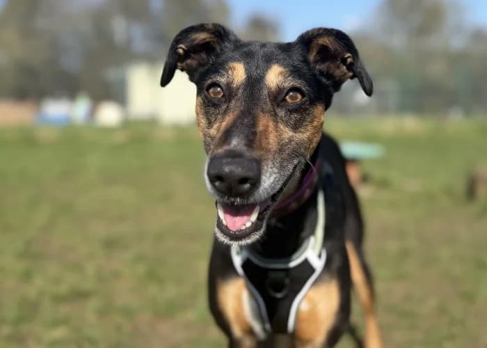 Lola
									
																		
									
										Available
									
									
									
						, black and tan female Mixed Breed for adoption at RSPCA Danaher Animal Home, Braintree — photo 4 of 9