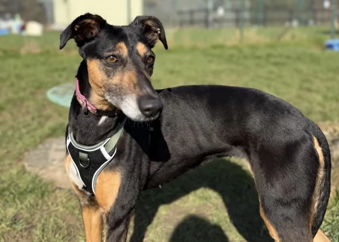 Lola
									
																		
									
										Available
									
									
									
						, black and tan female Mixed Breed for adoption at RSPCA Danaher Animal Home, Braintree — photo 5 of 9