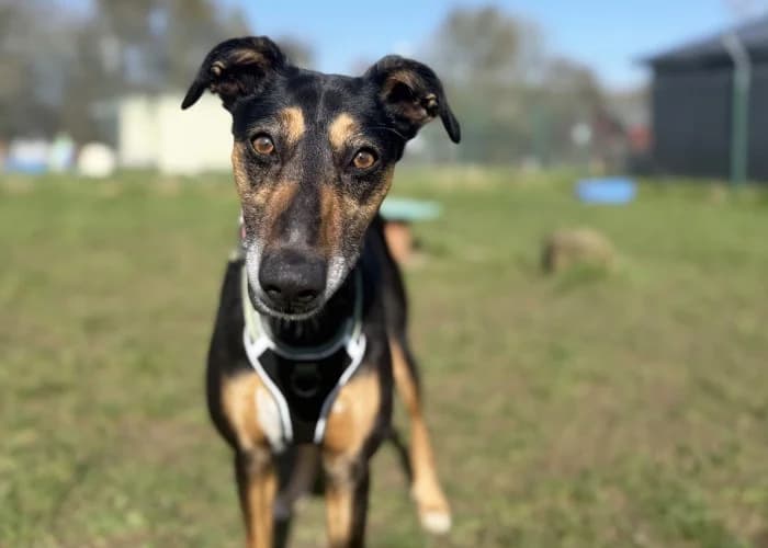 Lola
									
																		
									
										Available
									
									
									
						, black and tan female Mixed Breed for adoption at RSPCA Danaher Animal Home, Braintree — photo 6 of 9