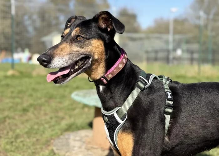 Lola
									
																		
									
										Available
									
									
									
						, black and tan female Mixed Breed for adoption at RSPCA Danaher Animal Home, Braintree — photo 7 of 9