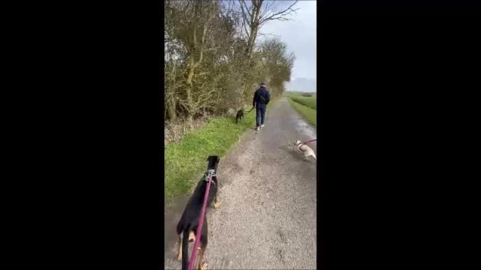 Lola
									
																		
									
										Available
									
									
									
						, black and tan female Mixed Breed for adoption at RSPCA Danaher Animal Home, Braintree — photo 8 of 9