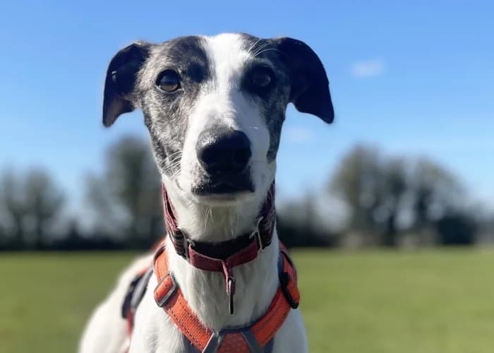 Harry
									
																		
									
										Reserved
									
									
									
						, male mixed breed for adoption at RSPCA Danaher Animal Home, Braintree