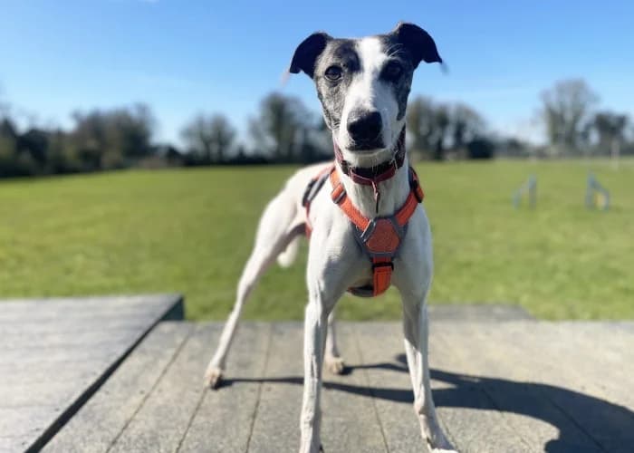 Harry
									
																		
									
										Reserved
									
									
									
						, black and white male mixed breed for adoption at RSPCA Danaher Animal Home, Braintree — photo 2 of 6