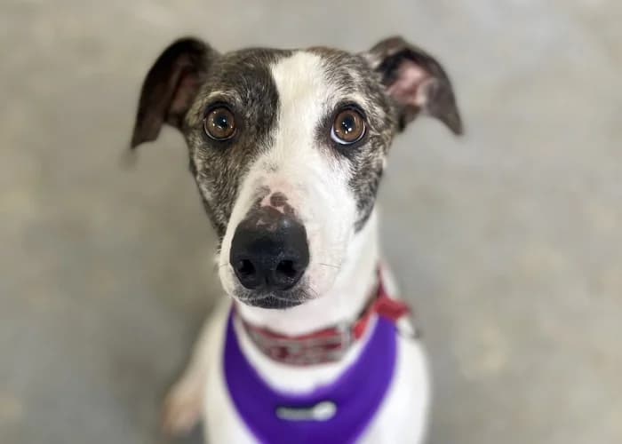 Harry
									
																		
									
										Reserved
									
									
									
						, black and white male mixed breed for adoption at RSPCA Danaher Animal Home, Braintree — photo 3 of 6