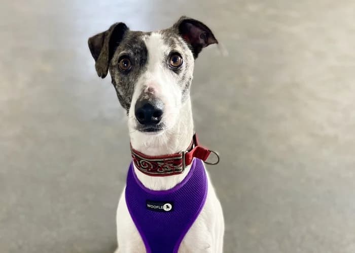 Harry
									
																		
									
										Reserved
									
									
									
						, black and white male mixed breed for adoption at RSPCA Danaher Animal Home, Braintree — photo 4 of 6