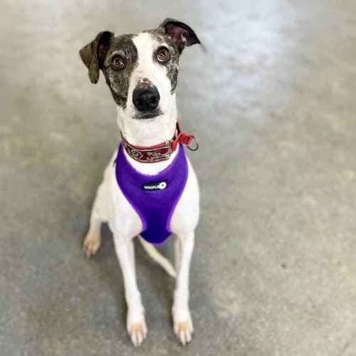 Harry
									
																		
									
										Reserved
									
									
									
						, black and white male mixed breed for adoption at RSPCA Danaher Animal Home, Braintree — photo 5 of 6