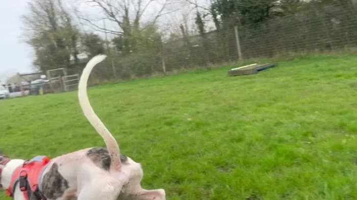 Harry
									
																		
									
										Reserved
									
									
									
						, black and white male mixed breed for adoption at RSPCA Danaher Animal Home, Braintree — photo 6 of 6