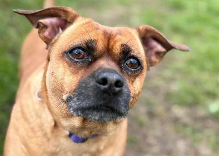 Lexie
									
																		
									
										Reserved
									
									
									
						, female Jack Russell Terrier for adoption at RSPCA Danaher Animal Home, Braintree