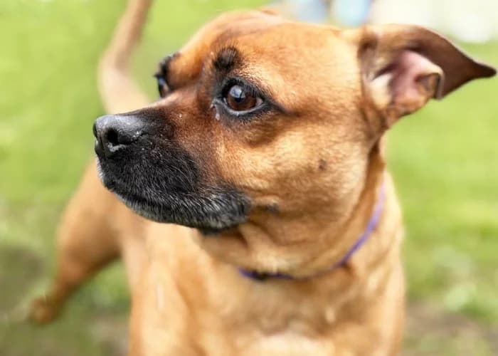 Lexie
									
																		
									
										Reserved
									
									
									
						, female Jack Russell Terrier for adoption at RSPCA Danaher Animal Home, Braintree — photo 2 of 5
