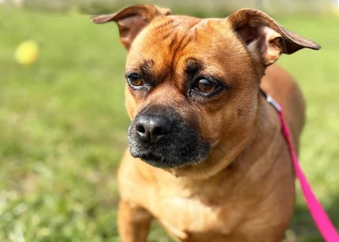 Lexie
									
																		
									
										Reserved
									
									
									
						, female Jack Russell Terrier for adoption at RSPCA Danaher Animal Home, Braintree — photo 3 of 5