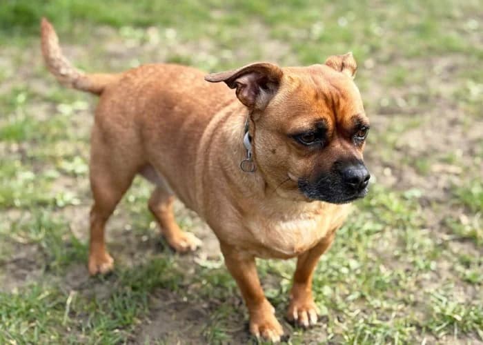Lexie
									
																		
									
										Reserved
									
									
									
						, female Jack Russell Terrier for adoption at RSPCA Danaher Animal Home, Braintree — photo 4 of 5