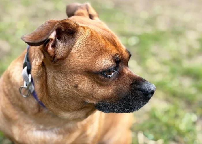 Lexie
									
																		
									
										Reserved
									
									
									
						, female Jack Russell Terrier for adoption at RSPCA Danaher Animal Home, Braintree — photo 5 of 5