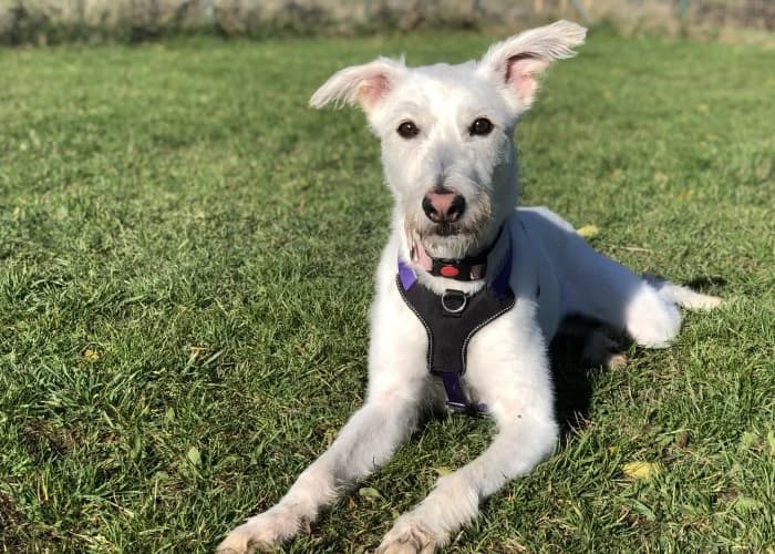 Daisy
									
																		
									
										Applications Closed
									
									
					, female mixed breed for adoption at RSPCA Danaher Animal Home, Braintree