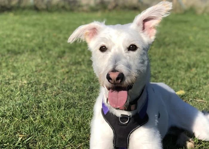 Daisy
									
																		
									
										Applications Closed
									
									
					, white female mixed breed for adoption at RSPCA Danaher Animal Home, Braintree — photo 2 of 10