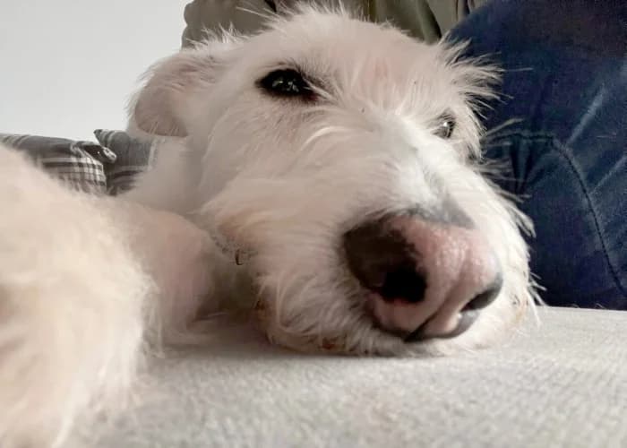 Daisy
									
																		
									
										Applications Closed
									
									
					, white female mixed breed for adoption at RSPCA Danaher Animal Home, Braintree — photo 3 of 10
