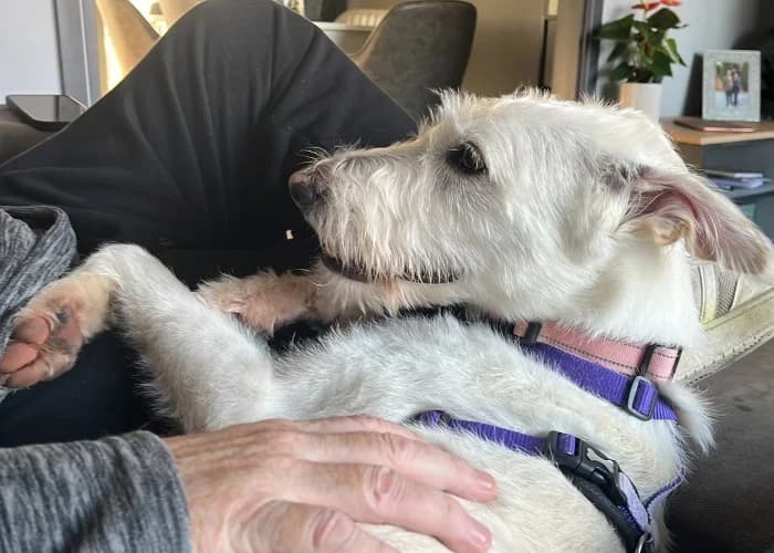 Daisy
									
																		
									
										Applications Closed
									
									
					, white female mixed breed for adoption at RSPCA Danaher Animal Home, Braintree — photo 4 of 10